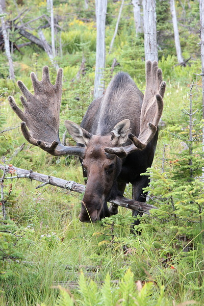 VincR 2008-08-21 moose face-gros-morne