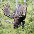 VincR 2008-08-21 moose face-gros-morne
