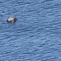 VincR 2008-08-29 phoque-gris labrador redim