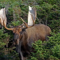 VincR 2008-09-03 moose-gros-morne