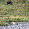 VincR 2008-09-04 moose etang-gros-morne